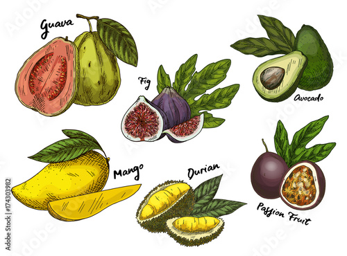 Fig and guava, avocado and mango,maracuya sketches