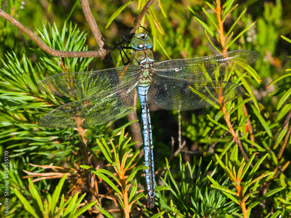 Blue Emperor Dragonfly or Anax Imperator on green plants at swamp close-up, selective focus, shallow DOF Blue Emperor Dragonfly or Anax Imperator on green plants at swamp close-up, selective focus, shallow DOF