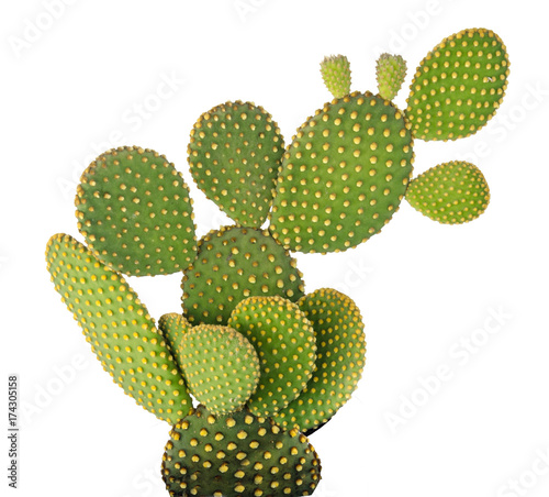 Opuntia cactus isolated on white background photo