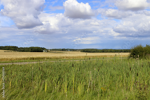 bullrushes and barley