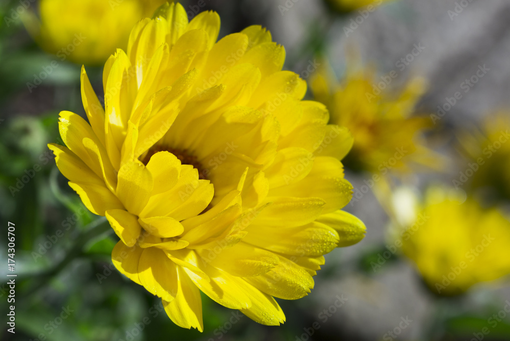 Fototapeta premium Marigold (Calendula officinalis)