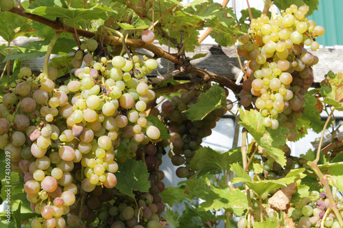 White grapes hanging from lush green vineyard vines photo