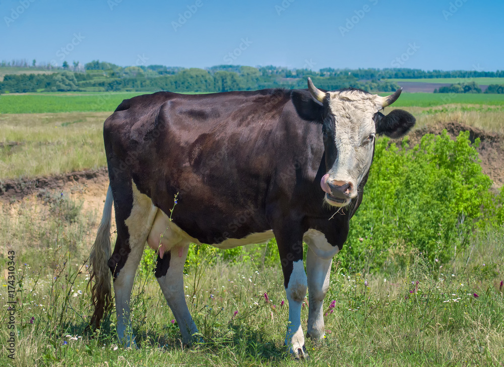 Cow on the field, against the background of green vegetation, eating grass