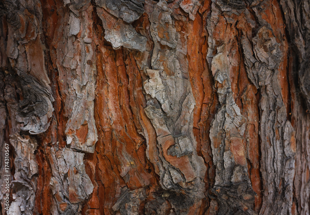 Rough Textured Bark of a Pine Tree Rough Textured Bark of a Pine Tree