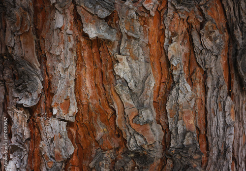 Rough Textured Bark of a Pine Tree