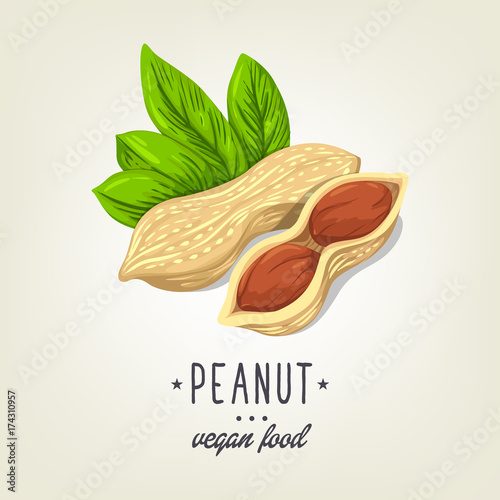 Vector sketch of realistic peanut with leaves and seeds. Drawn nuts icon isolated on background. Painted emblem good for recipe book, booklet, card, menu or banner design.