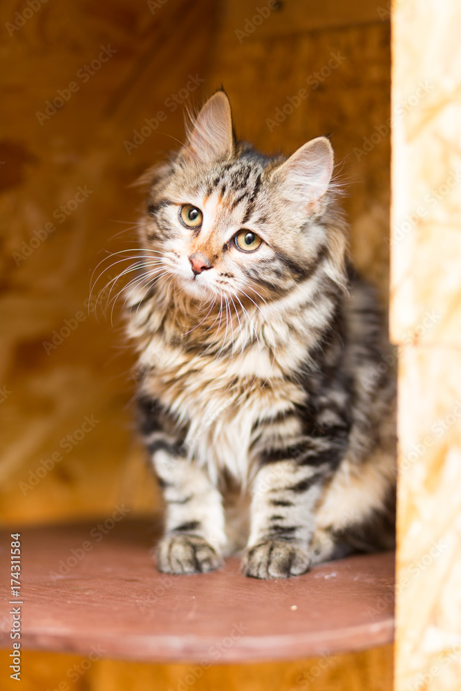 Kitten of the breed Kurilian Bobtail Kitten of the breed Kurilian Bobtail