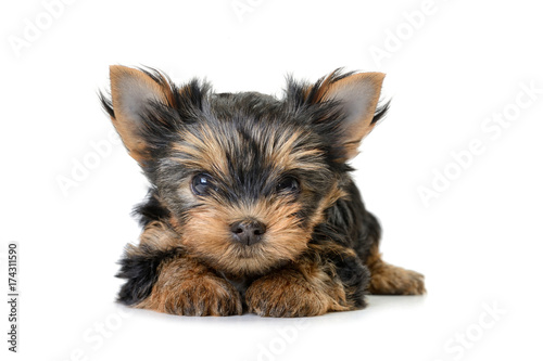 yorkshire terrier dog isolated on white