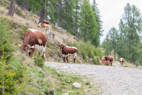 Kühe auf dem Weg zur Weide, Oesterreich photo