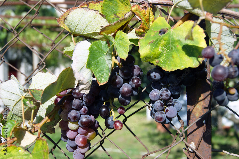 Bunches of black grapes in the garden