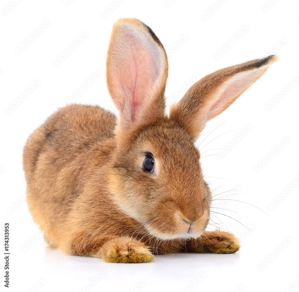 Obraz premium Brown rabbit on white.