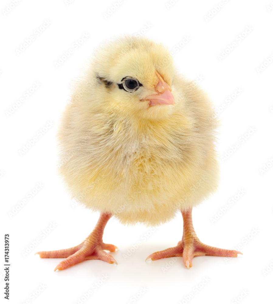 Obraz premium Small yellow chicken.