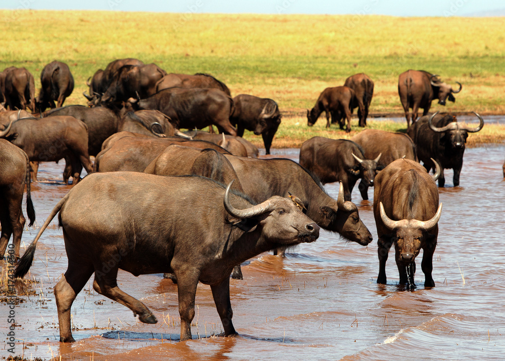 Large herd of Cape Buffalo taking a drink from Lake Kariba Large herd of Cape Buffalo taking a drink from Lake Kariba