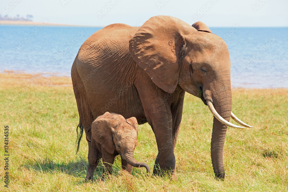 Naklejka premium Baby Elephant Calf standing close to Mum on the lush grass in Matusadona, Lake Kariba