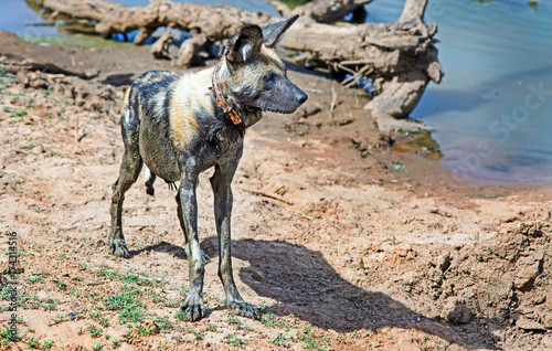 A solitary african wilddog standing near a waterhole. The dog is collared and data used to conserve this endangered animal, Namibia