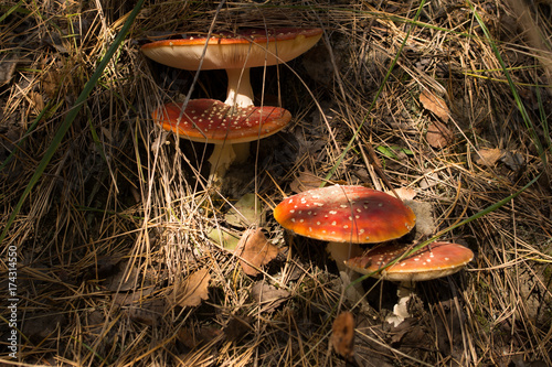 mushroom fly agaric, forest mushroom, poison mushroom, amanita background photo