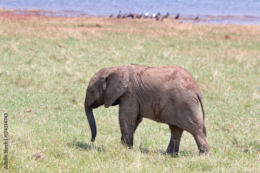 Fototapeta premium Cute Young elephant standing on the lush plains in Matusadona , zimbabwe