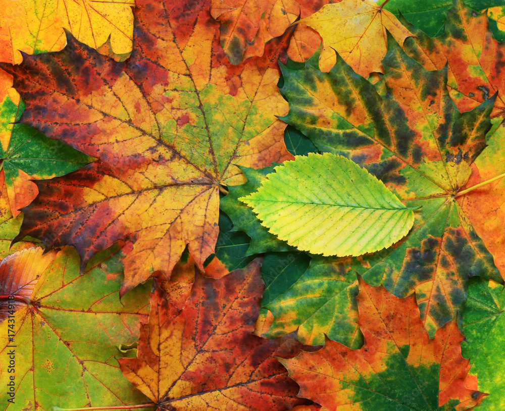 beautiful natural background of various colorful autumn leaves
