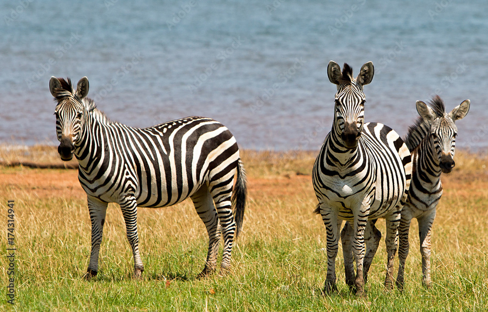 Fototapeta premium Dazzle of zebras looking at camera with Lake Kariba in the background