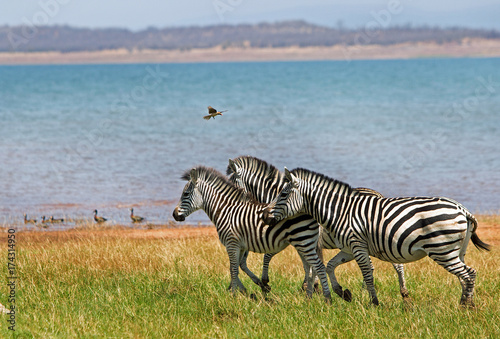 Herd of zebra on the shoreline of Lake Kariba  Zimbabwe