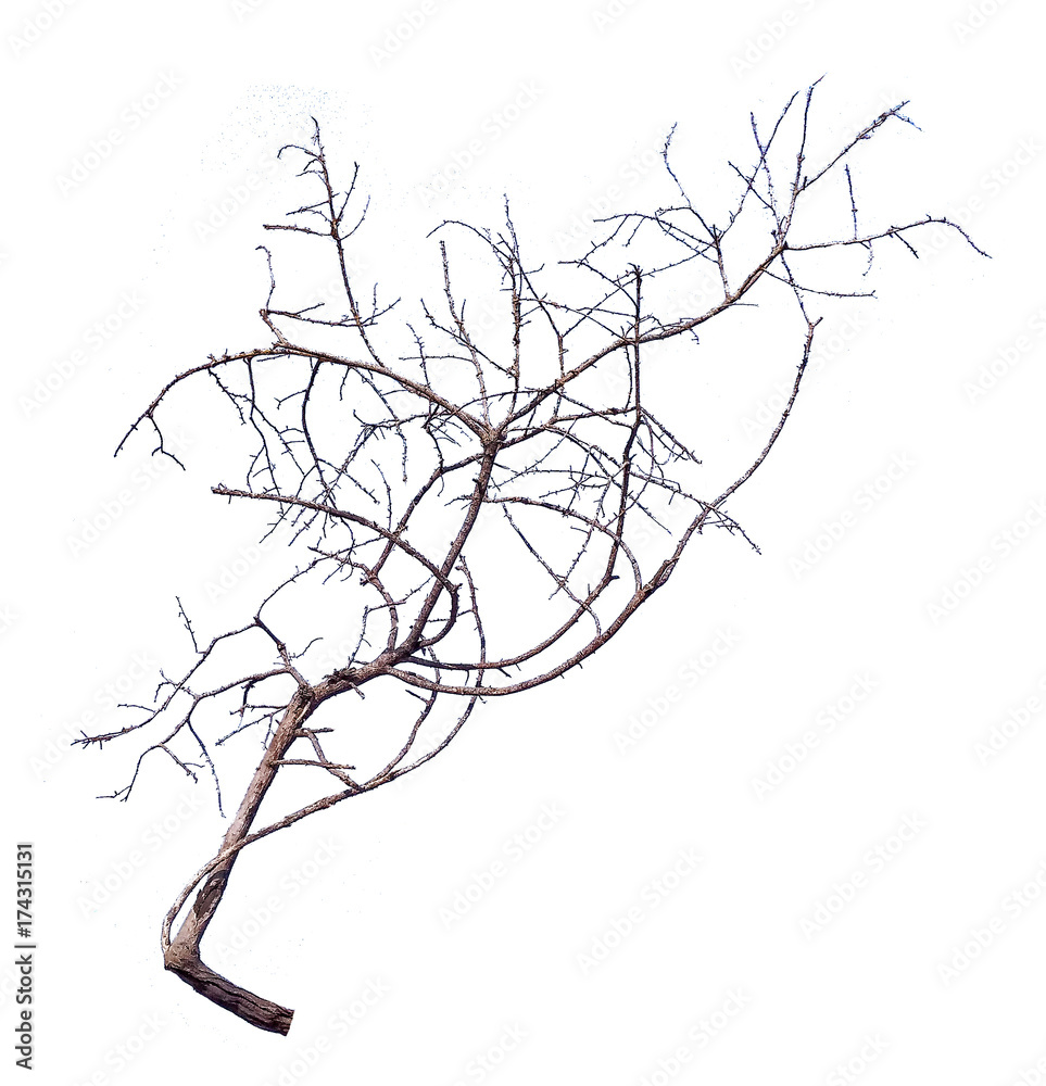 Fototapeta premium dry branch