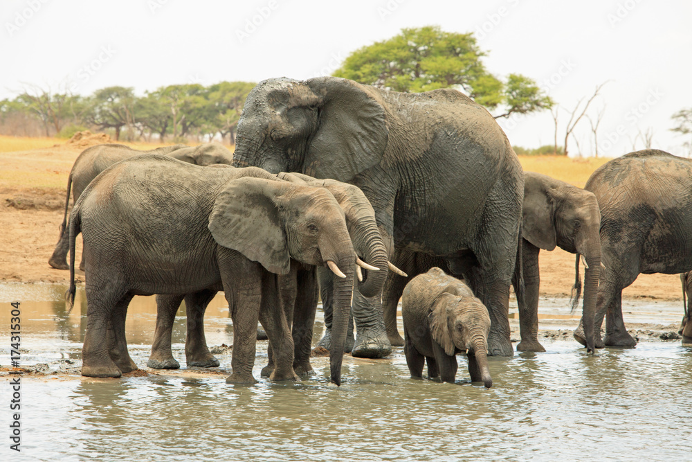 Fototapeta premium Family of elephants and a baby standing at a waterhole in Hwange, Zimbabwe