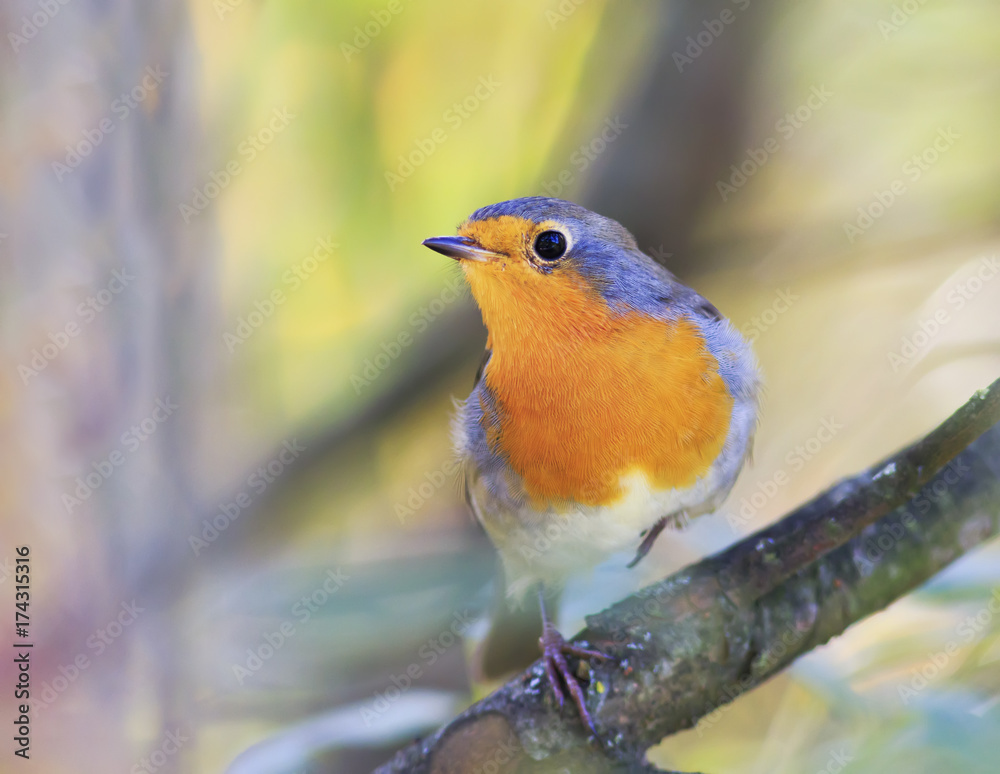 Fototapeta premium beautiful orange bird Robin sitting on a branch in the garden on a Sunny day
