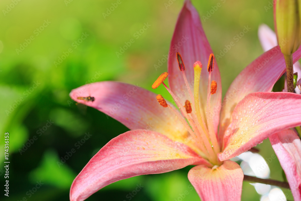 Lily flower isolated on a green . Lily flower isolated on a green .