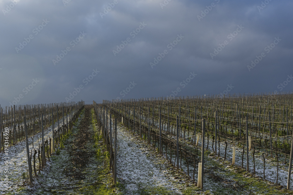 Weinberge im Winter in Rheinhessen bei Nierstein