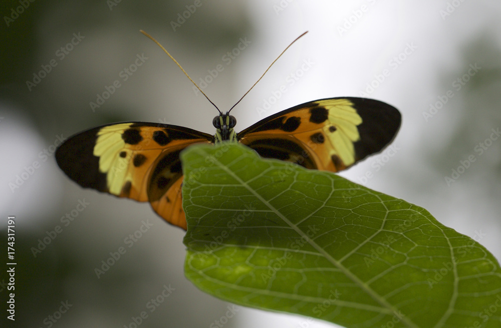 Obraz premium Orange, Yellow and black butterfly perched on the tip of a green leaf