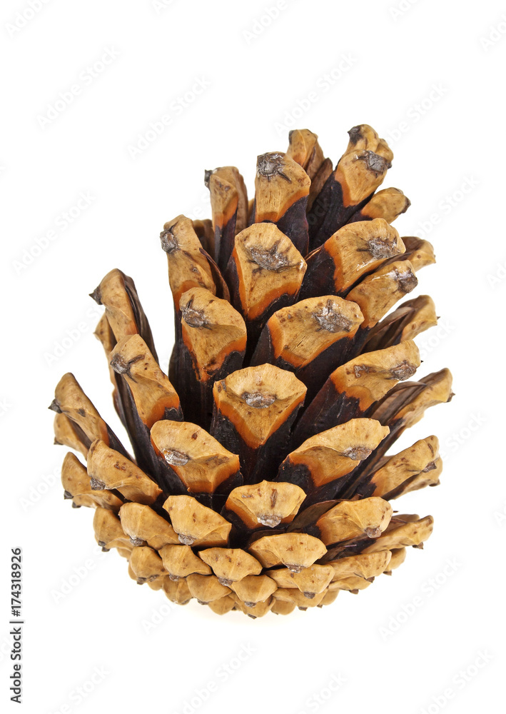 Pine cone isolated on white background Pine cone isolated on white background