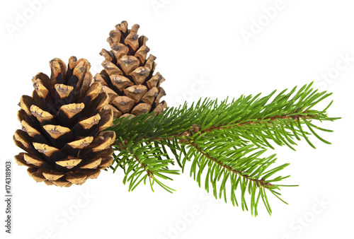 Fir tree branch and cones isolated on a white background
