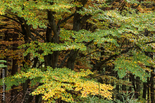 Herbstwald im Taunus