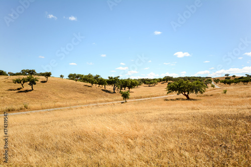 Gravel road through hilly Alentejo landscape with cork oak trees and yellow fields in late summer near Beja, Portugal Europe 