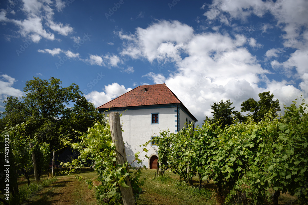 House among the vineyards in summer. Slovenske Konjice, Slovenia