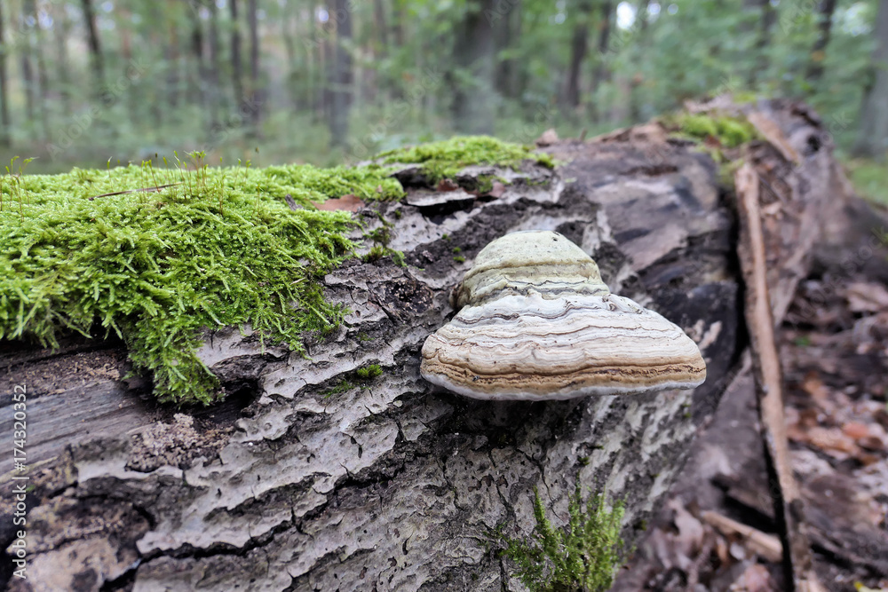 tinder fungus (Fomes fomentarius) on dead tree trunk tinder fungus (Fomes fomentarius) on dead tree trunk