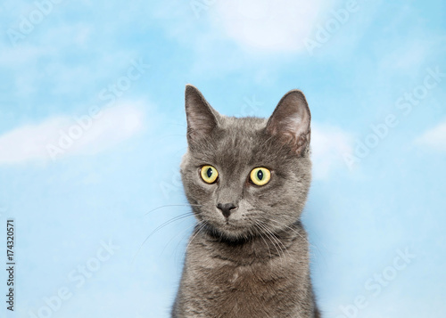 Portrait of a surprised gray kitten looking to viewers left. Blue background sky with clouds.