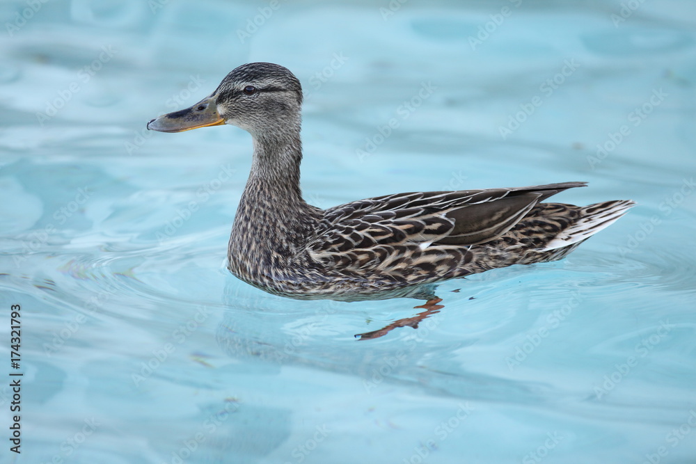 Fototapeta premium Duck - Female of Mallard in Rome Fountain