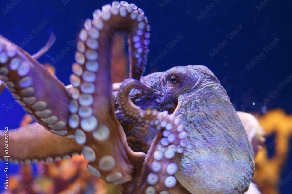 Octopus in a marine aquarium. Common octopus. Wildlife animal. Octopus
