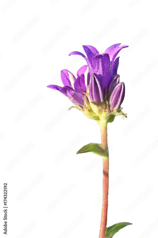 Knäuel-Glockenblume (Campanula glomerata) mit Springschwanz, freigestellt Knäuel-Glockenblume (Campanula glomerata) mit Springschwanz, freigestellt