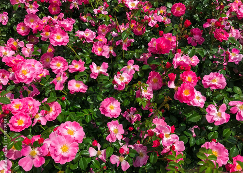 Background of a flowering bush of the dog-rose with bright pink flowers closeup
