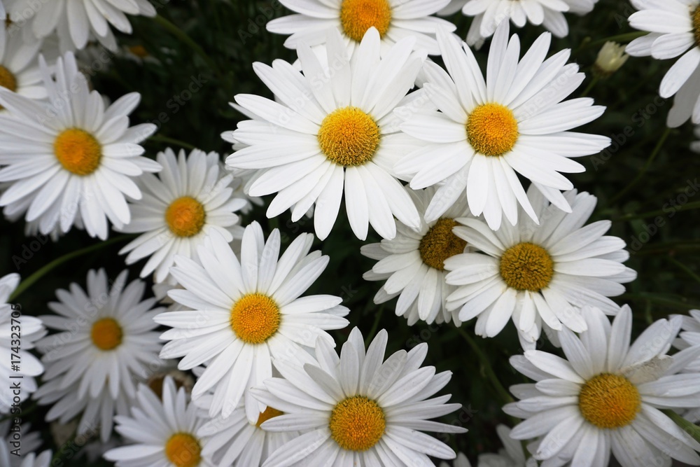 White daisies with yellow centre in close up.