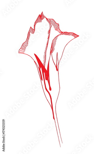 Bleeding stylized red flower. Sketch style. Vector doodle image.