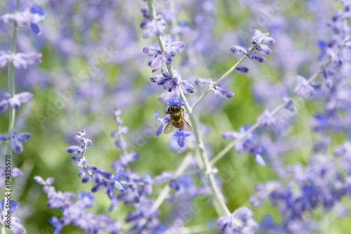 Close-Up Of Bee Collecting Pollen From Russian Sage Flowers Or Perovskia Atriplicifolia