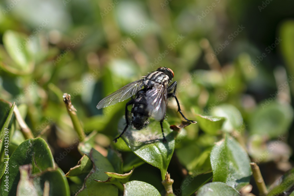 Close-Up Of Common Housefly Or Musca Domestica Perching On Small Leaf And Basking In Sunlight Close-Up Of Common Housefly Or Musca Domestica Perching On Small Leaf And Basking In Sunlight
