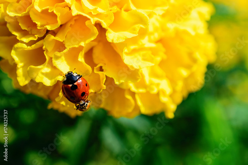 Fotografia Low Angle Close-Up Of Two Ladybugs Reproducing On A Blossoming Yellow Carnation