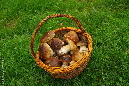 Basket of mushrooms (boletus)
