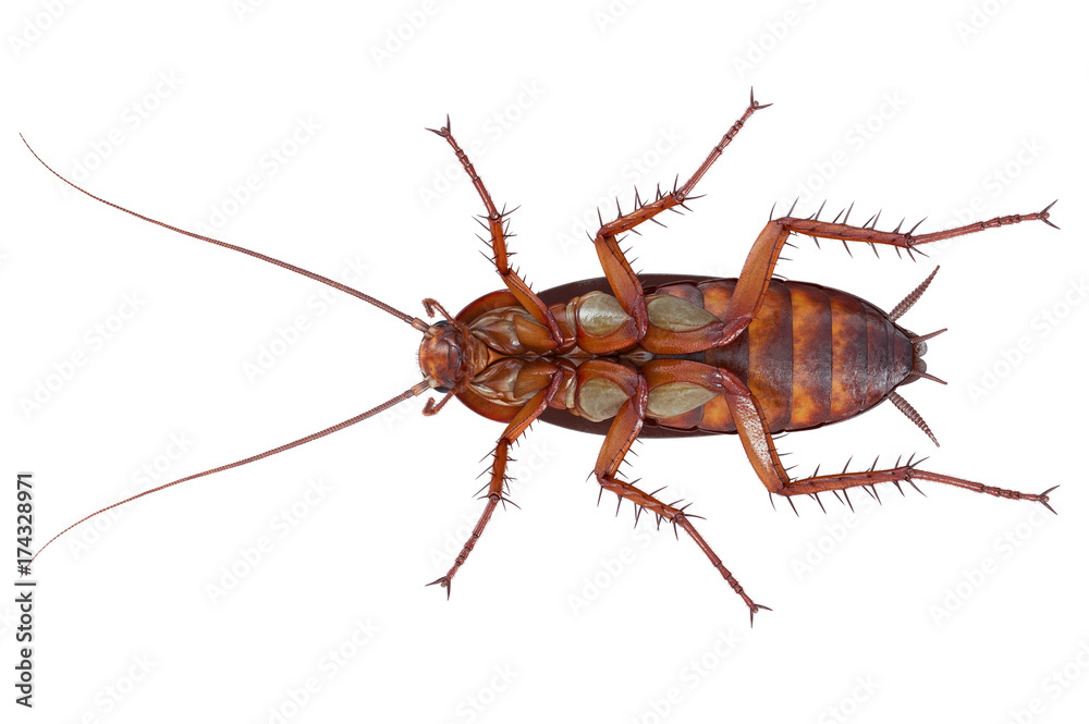Cockroach bug brown dirty creepy creature, bottom view. 3D rendering Cockroach bug brown dirty creepy creature, bottom view. 3D rendering