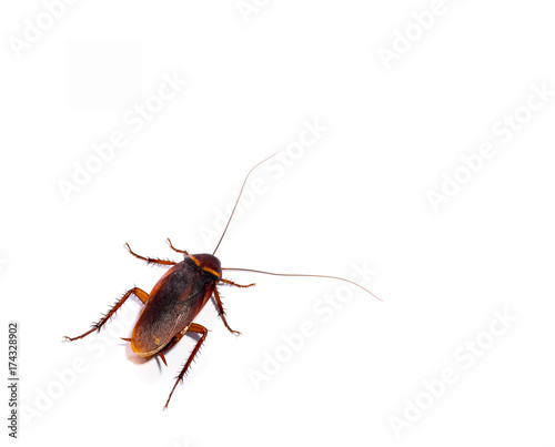 Cockroach isolated on white background © balsamic