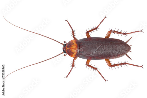 Vászonkép Cockroach bug brown crawling disease pest, top view. 3D rendering